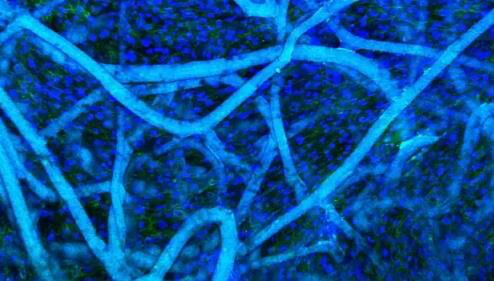 1531996077962234FBt2.png 54.png